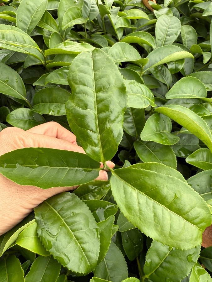お茶まつり記念植樹
