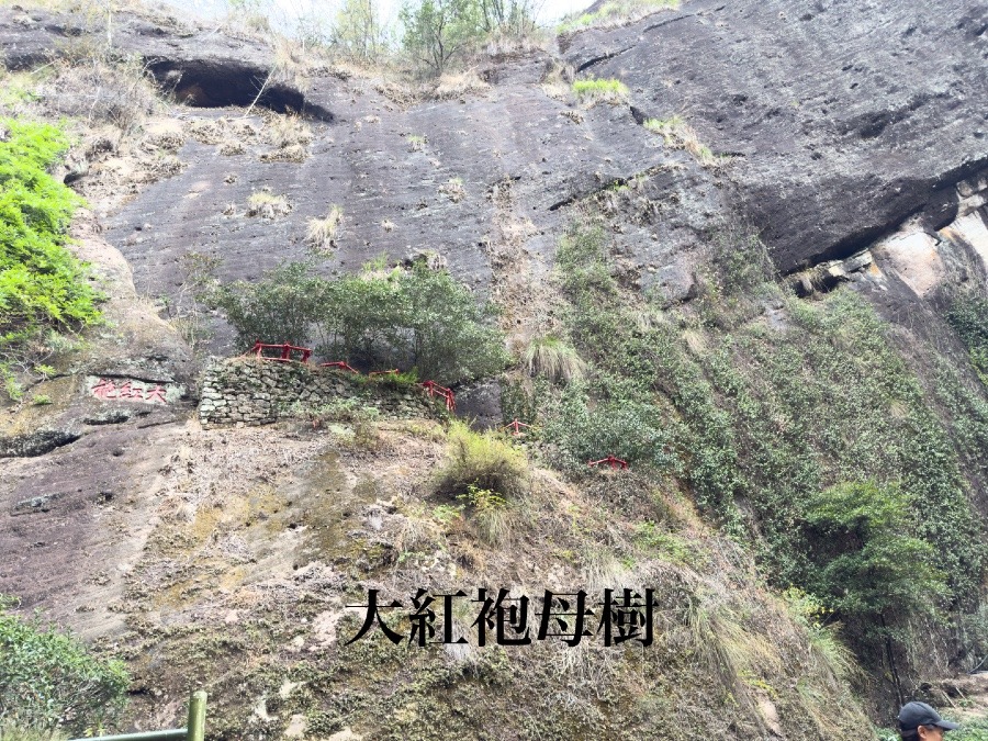 明日から武夷山行ってきます♪