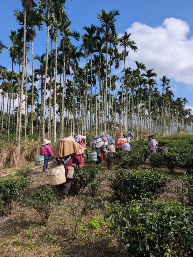 蜜香紅茶 発祥の地