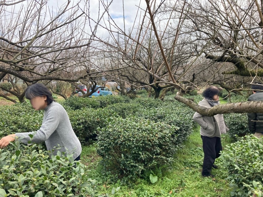 陀楽陀楽茶会　伊勢原にて