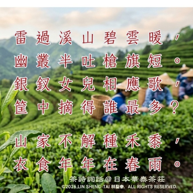 春の茶山に響く歌声と、一杯の物語――高啓《采茶詞》