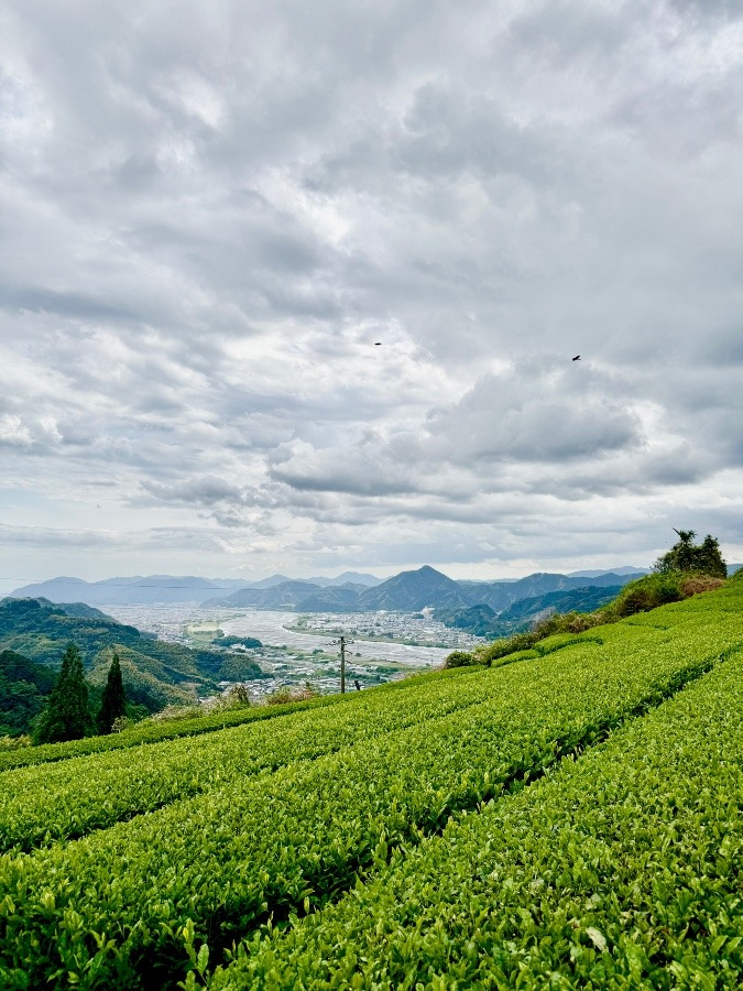 静岡の茶畑